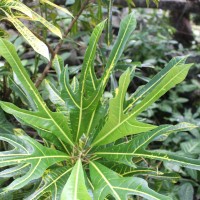 Codiaeum variegatum (L.) Rumph. ex A.Juss.